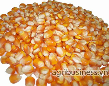 Corn in VietNam_ Agribusiness